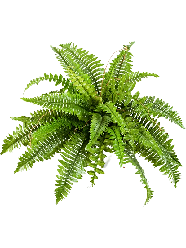 Nephrolepis Boston Artificial Plant Premium Faux 60cm Height