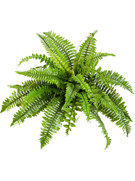 Nephrolepis Boston Artificial Plant Premium Faux 60cm Height