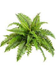 Nephrolepis Boston Artificial Plant Premium Faux 60cm Height