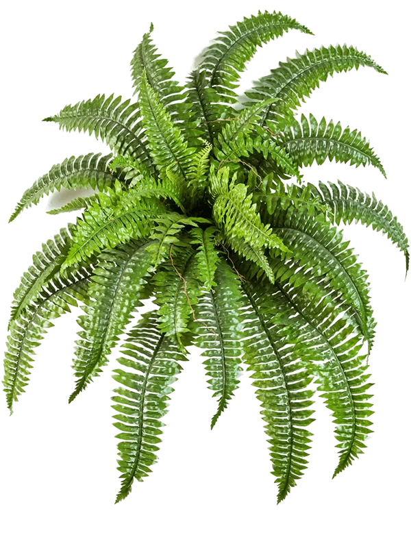 Nephrolepis Boston Artificial Plant Premium Faux 75cm Height