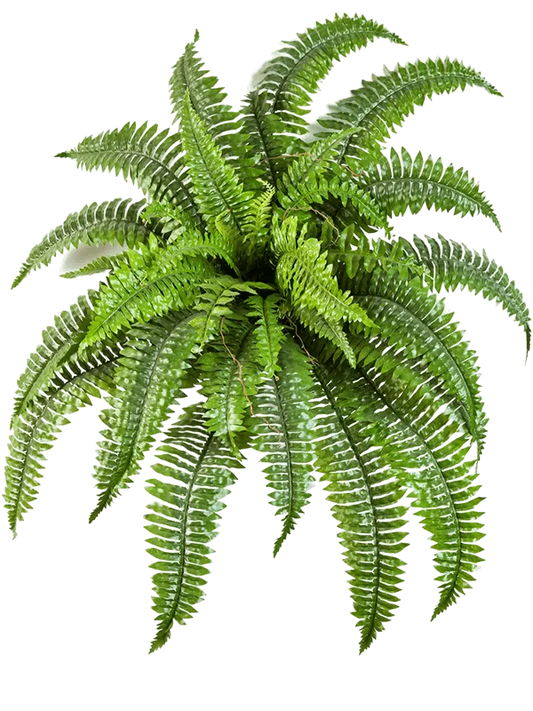 Nephrolepis Boston Artificial Plant Premium Faux 75cm Height