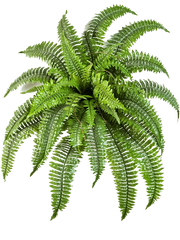 Nephrolepis Boston Artificial Plant Premium Faux 75cm Height
