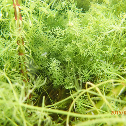 Nitella Flexilis Aquatic Pond Plant - Stonewort