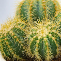 Notocactus Magnificus Cactus House Plant in 8.5cm Pot