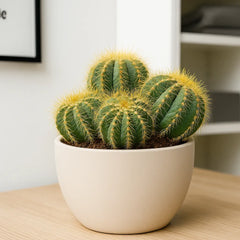 Notocactus Magnificus Cactus House Plant in 8.5cm Pot
