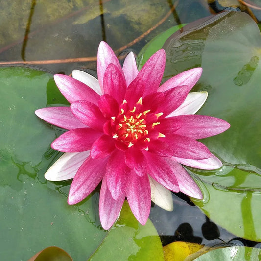 Nymphaea Alba Var Rubra Aquatic Pond Plant - Water Lily