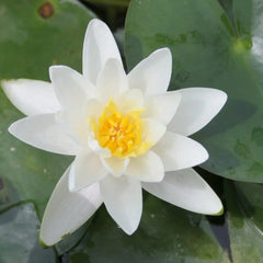 Nymphaea Albatross Aquatic Pond Plant - Water Lily