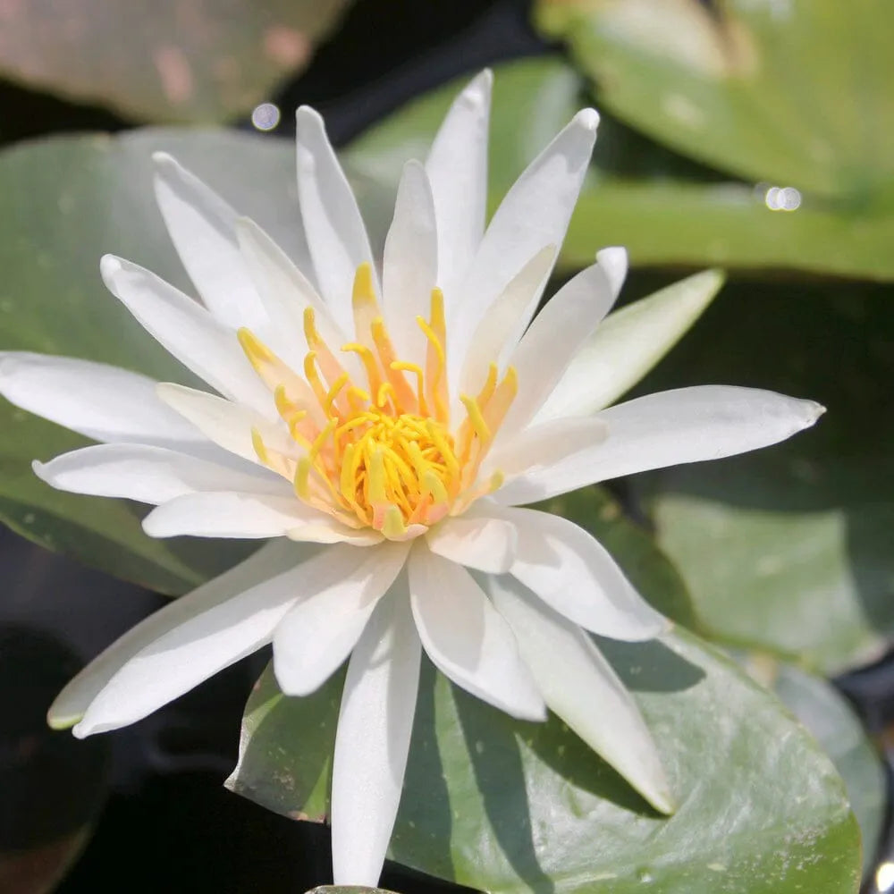 Nymphaea Arc-En-Ciel Aquatic Pond Plant - Water Lily