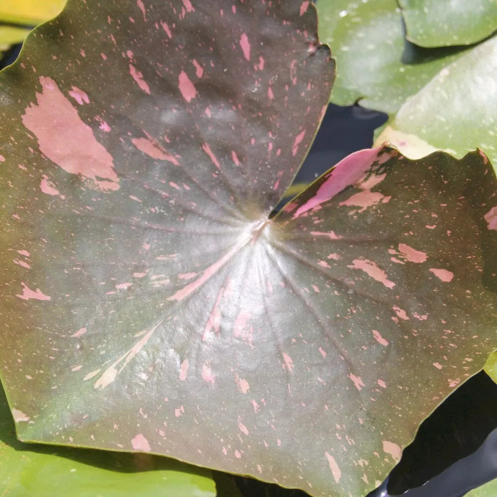 Nymphaea Arc-En-Ciel Aquatic Pond Plant - Water Lily