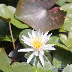 Nymphaea Arc-En-Ciel Aquatic Pond Plant - Water Lily