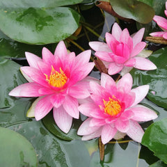 Nymphaea Attraction Aquatic Pond Plant - Water Lily