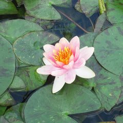 Nymphaea Aurora Aquatic Pond Plant - Water Lily