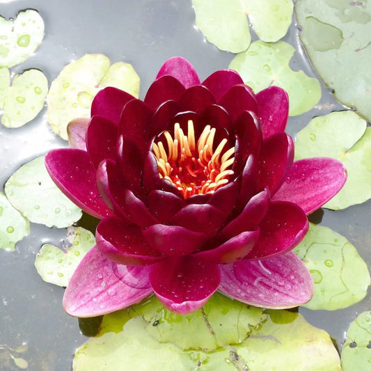 Nymphaea Black Princess Aquatic Pond Plant - Water Lily