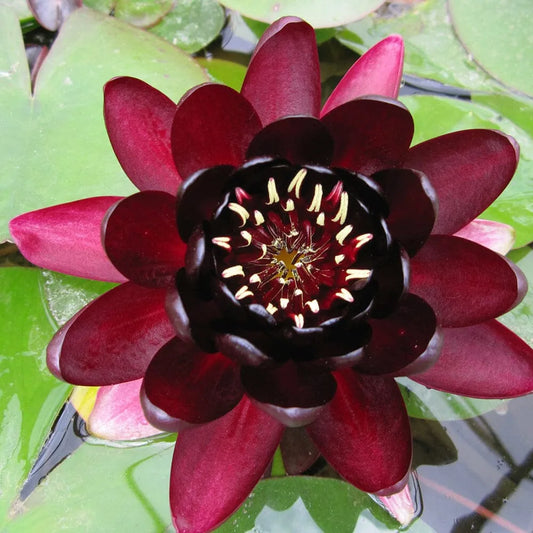 Nymphaea Black Princess Aquatic Pond Plant - Water Lily