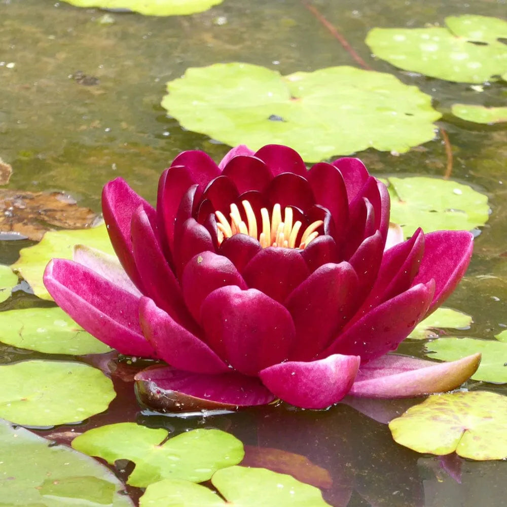 Nymphaea Black Princess Aquatic Pond Plant - Water Lily