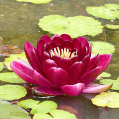 Nymphaea Black Princess Aquatic Pond Plant - Water Lily