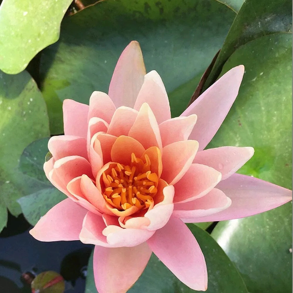 Nymphaea Catchwater Dream Aquatic Pond Plant - Water Lily