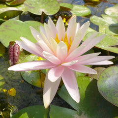 Nymphaea Catchwater Dream Aquatic Pond Plant - Water Lily