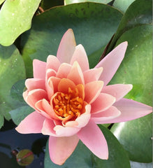 Nymphaea Catchwater Dream Aquatic Pond Plant - Water Lily