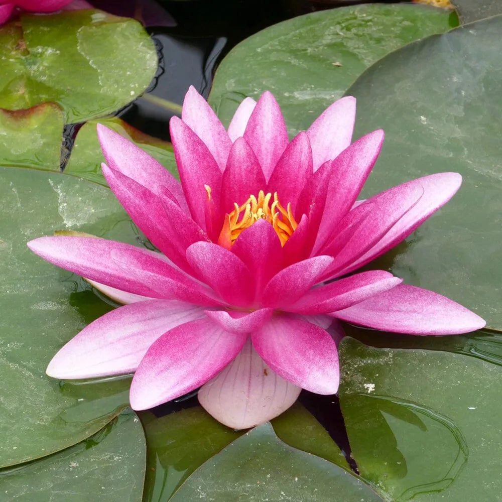Nymphaea Charles De Meurville Aquatic Pond Plant - Water Lily