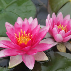 Nymphaea Charles De Meurville Aquatic Pond Plant - Water Lily