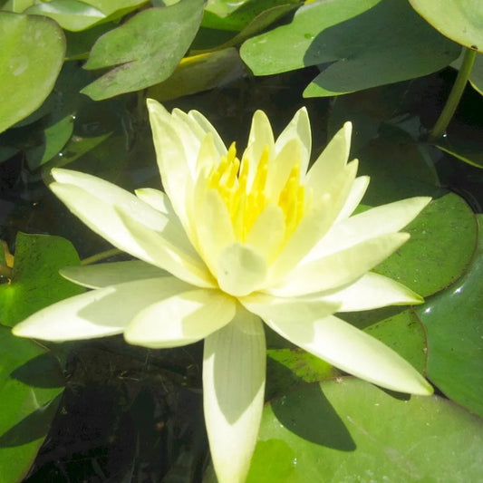 Nymphaea Colonel A J Welch Aquatic Pond Plant - Water Lily