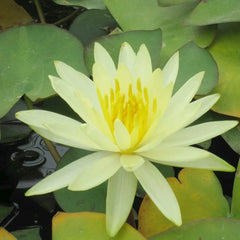 Nymphaea Colonel A J Welch Aquatic Pond Plant - Water Lily
