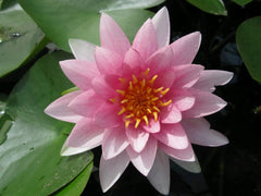 Nymphaea Darwin Hollandia Aquatic Pond Plant - Water Lily