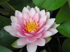 Nymphaea Darwin Hollandia Aquatic Pond Plant - Water Lily