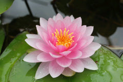 Nymphaea Darwin Hollandia Aquatic Pond Plant - Water Lily