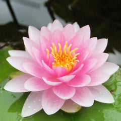 Nymphaea Darwin Hollandia Aquatic Pond Plant - Water Lily