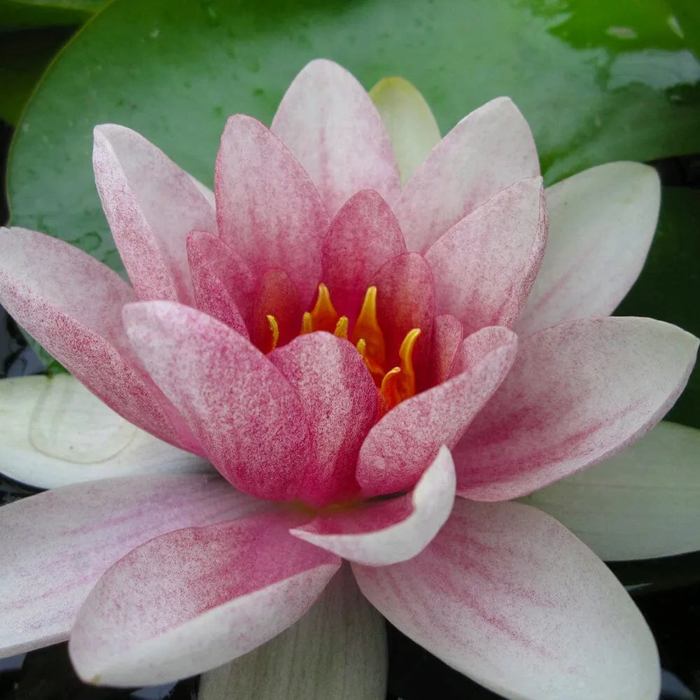 Nymphaea Fabiola Aquatic Pond Plant - Water Lily