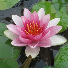Nymphaea Fabiola Aquatic Pond Plant - Water Lily