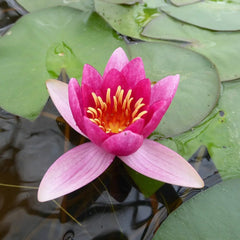 Nymphaea Froebelii Aquatic Pond Plant - Water Lily