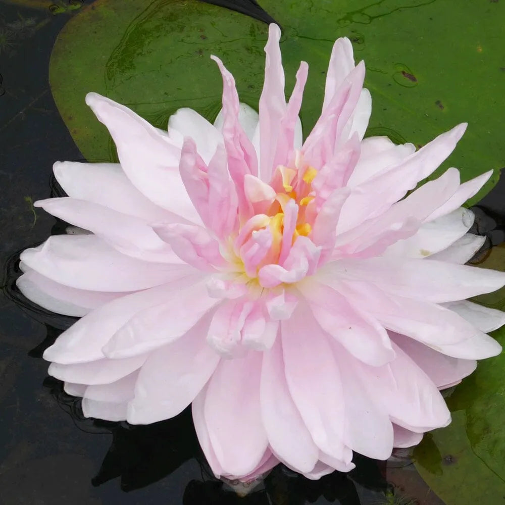 Nymphaea Gloire De Temple Sur Lot Aquatic Pond Plant - Water Lily