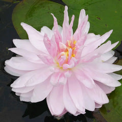 Nymphaea Gloire De Temple Sur Lot Aquatic Pond Plant - Water Lily