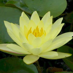 Nymphaea Joey Tomocik Aquatic Pond Plant - Water Lily
