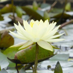 Nymphaea Joey Tomocik Aquatic Pond Plant - Water Lily