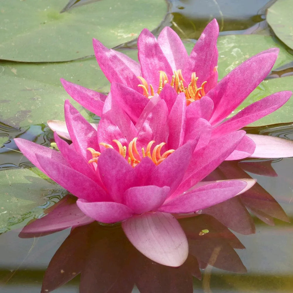 Nymphaea Laydekeri Lilacea Aquatic Pond Plant - Water Lily