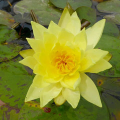 Nymphaea Lemon Mist Aquatic Pond Plant - Water Lily