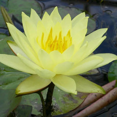 Nymphaea Lemon Mist Aquatic Pond Plant - Water Lily