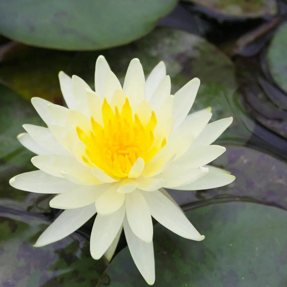 Nymphaea Lemon Mist Aquatic Pond Plant - Water Lily