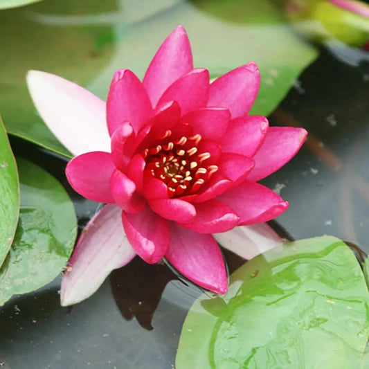 Nymphaea Liou Aquatic Pond Plant - Water Lily