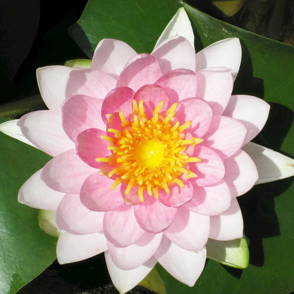 Nymphaea Madame Wilfron Gonnere Aquatic Pond Plant - Water Lily