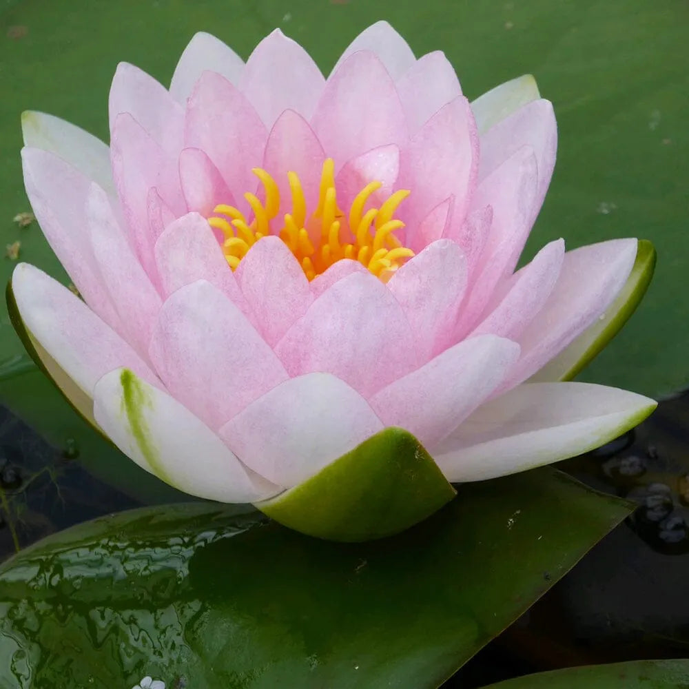 Nymphaea Madame Wilfron Gonnere Aquatic Pond Plant - Water Lily