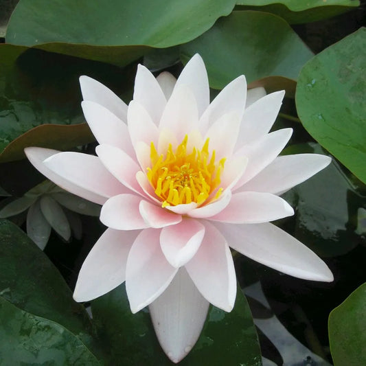Nymphaea Marliacea Carnea Aquatic Pond Plant - Water Lily