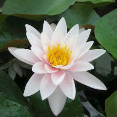 Nymphaea Marliacea Carnea Aquatic Pond Plant - Water Lily