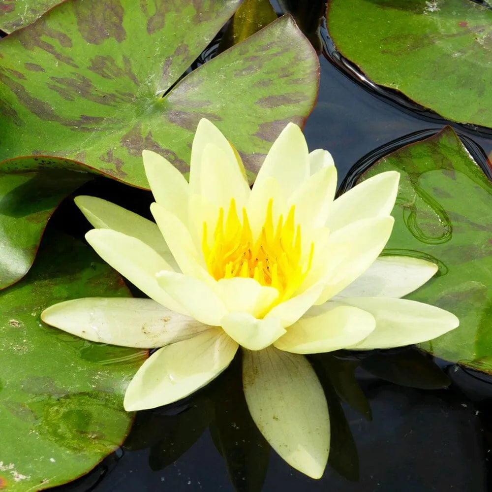 Nymphaea Marliacea Chromatella Aquatic Pond Plant - Water Lily