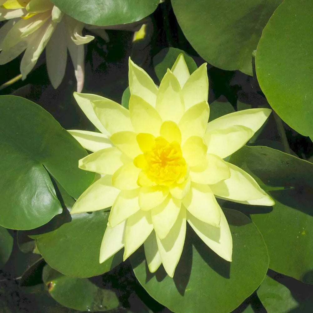 Nymphaea Marliacea Chromatella Aquatic Pond Plant - Water Lily