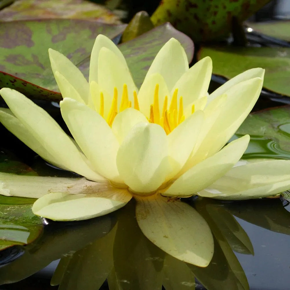 Nymphaea Marliacea Chromatella Aquatic Pond Plant - Water Lily